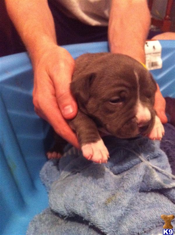 American Pit Bull Puppies in WV