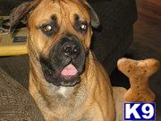 Stud Dogs - Bullmastiff