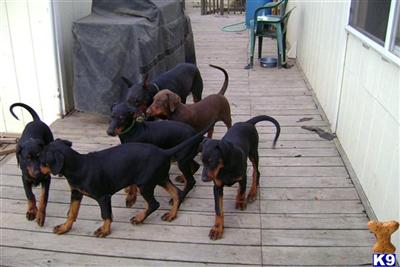 Doberman Pinscher Puppies for Sale