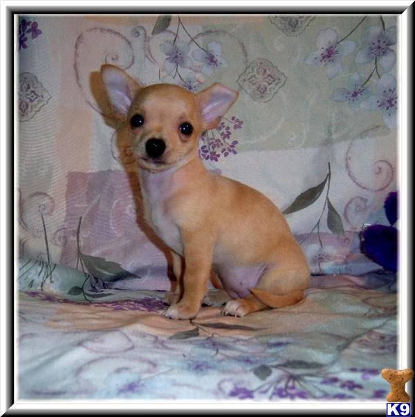 Dogs - Chihuahua