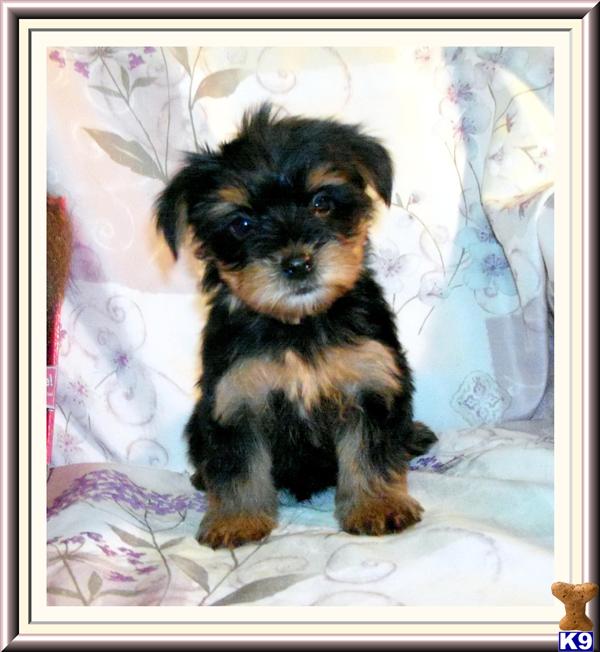 Dogs - Yorkshire Terrier