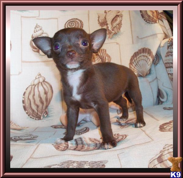 Chihuahua Puppies