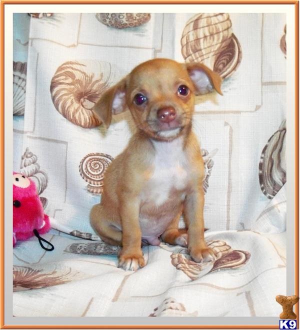 Chihuahua Puppies
