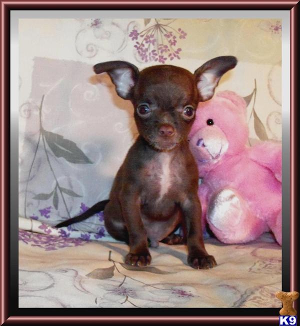 Chihuahua Puppies