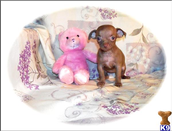 Chihuahua Puppies