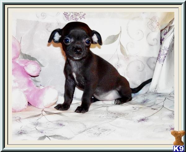 Chihuahua Puppies