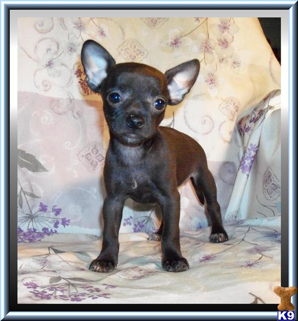 Chihuahua Puppies