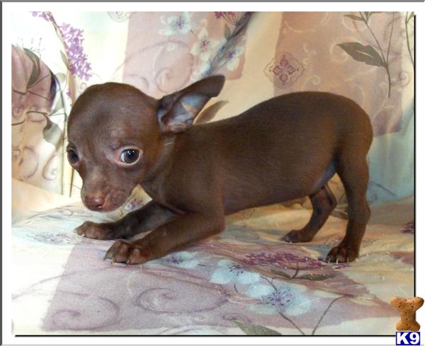 Chihuahua Puppies