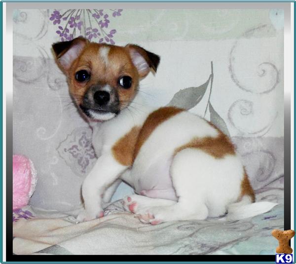 Chihuahua Puppies
