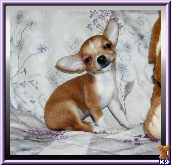 Chihuahua Puppies