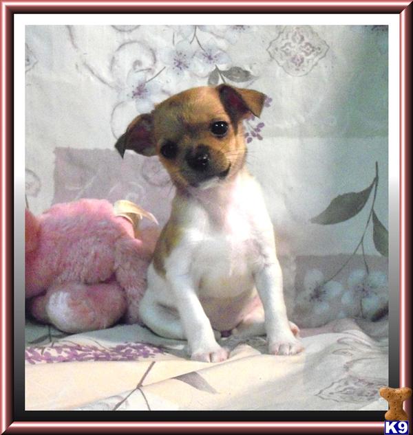 Chihuahua Puppies