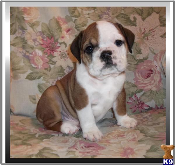 bulldog puppies florida document moved bulldog puppies florida document moved