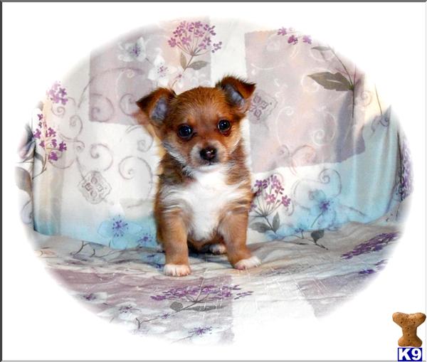Hypoallergenic Dogs