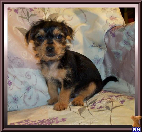 Hypoallergenic Dogs