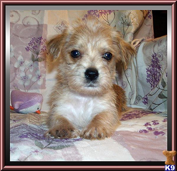 Hypoallergenic Dogs