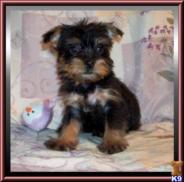Hypoallergenic Dogs