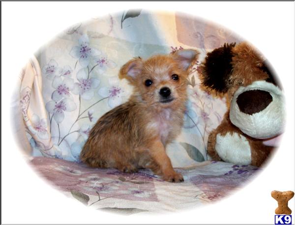Hypoallergenic Dogs