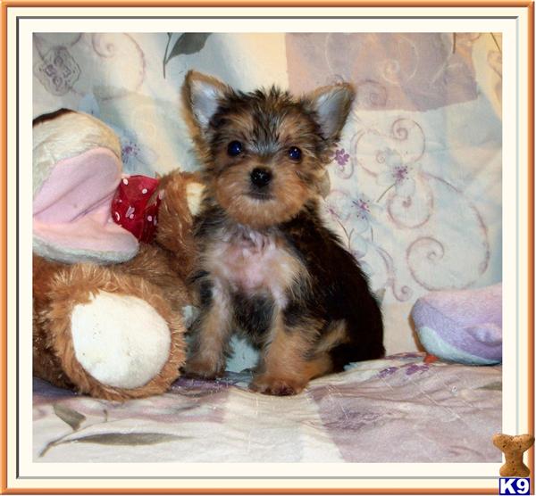 Hypoallergenic Dogs