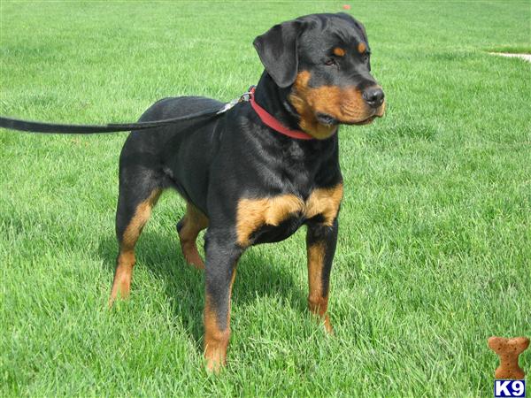 Dogs for Sale in MI