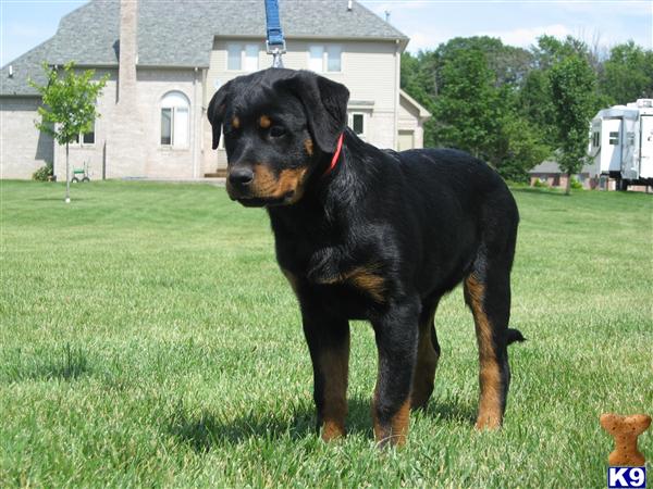 rottweiler mix puppies for sale in michigan rottweiler puppy for sale michigan breeds picture rottweiler mix puppies for sale in michigan rottweiler puppy for sale michigan breeds picture