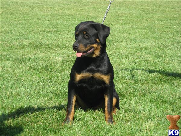 Dogs for Sale in MI