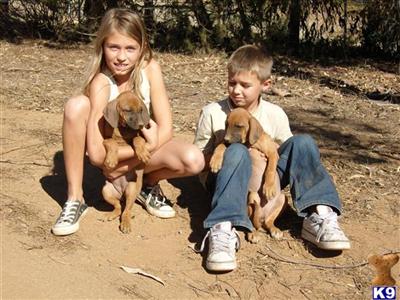 Rhodesian Ridgeback Puppies for Sale