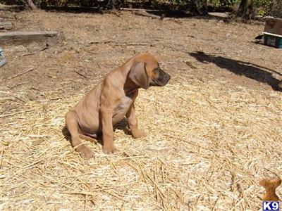 Rhodesian Ridgeback Puppies for Sale