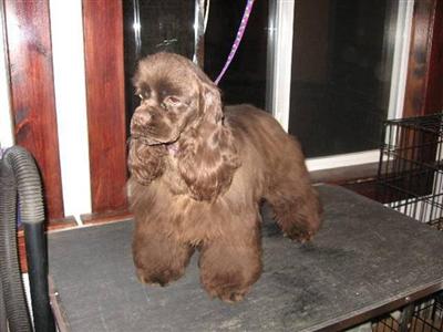 Dogs - Cocker Spaniel