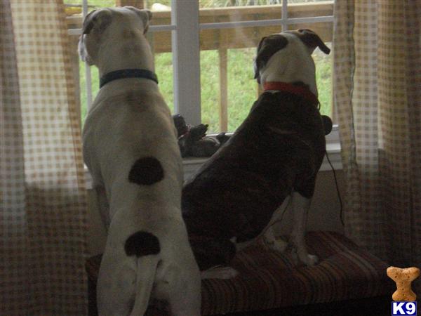 American Pit Bull Puppies in TX