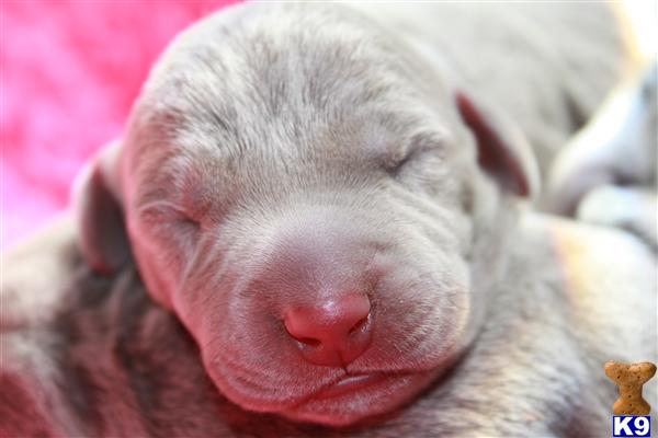 Weimaraner Puppies