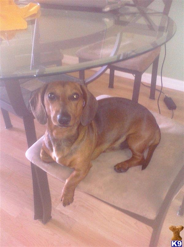 Stud Dogs - Dachshund