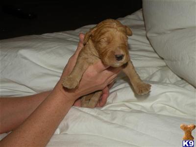 Puppies in GA
