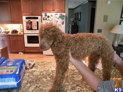 Stud Dogs - Poodle