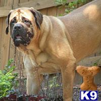Stud Dogs - Mastiff