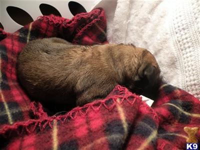 Mastiff Puppies for Sale