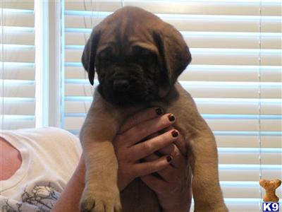 Mastiff Puppies for Sale