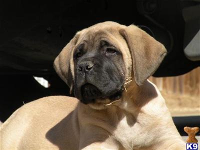 Mastiff Puppies for Sale