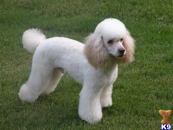Stud Dogs in GA