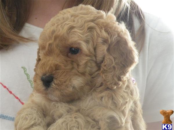 Puppies in Buford