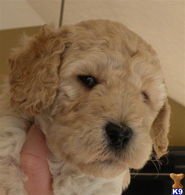 Puppies in Buford