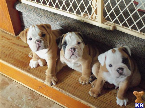 Bulldog Puppies