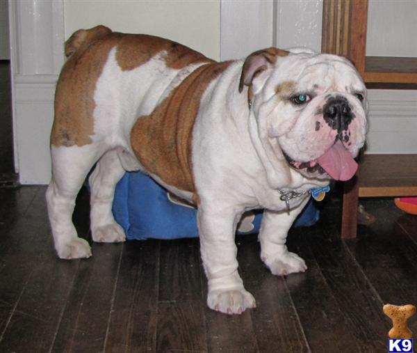 Dogs for Sale in SC