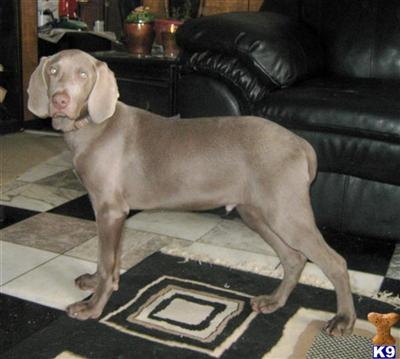 Weimaraner Puppies for Sale