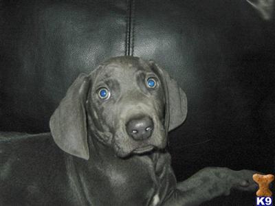 Weimaraner Puppies for Sale