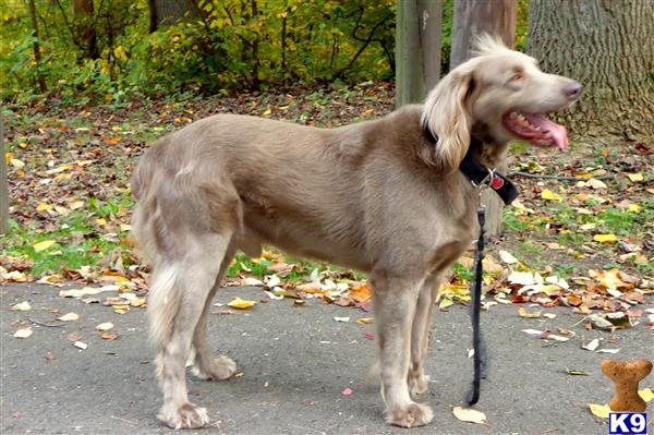 Stud Dogs - Weimaraner