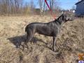 Weimaraner