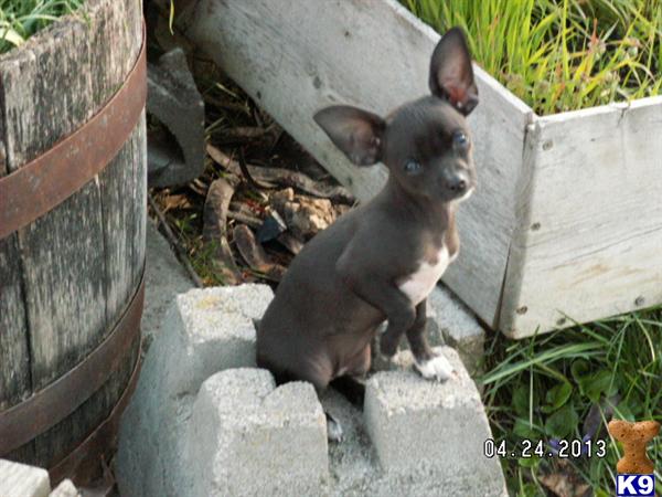Chihuahua Puppies in OR