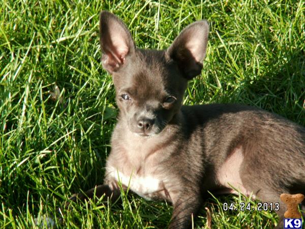 Chihuahua Puppies in OR