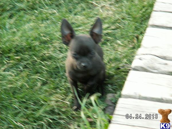 Puppies in OR
