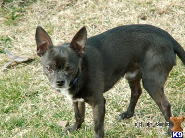 Stud Dogs - Chihuahua